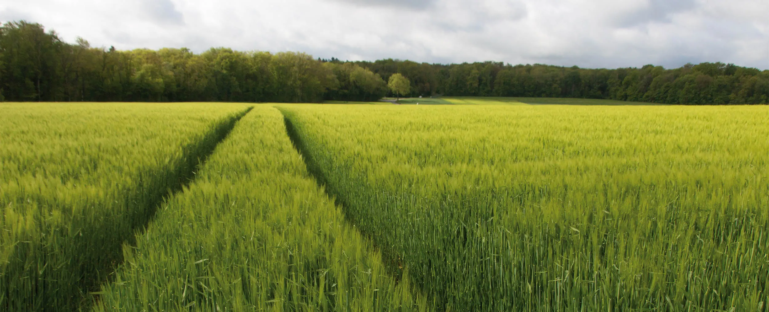 Ein grünes Weizenfeld mit einem Wald im Hintergrund, zum Fluchtpunkt verläuft eine Spur eines Fahrzeugs
